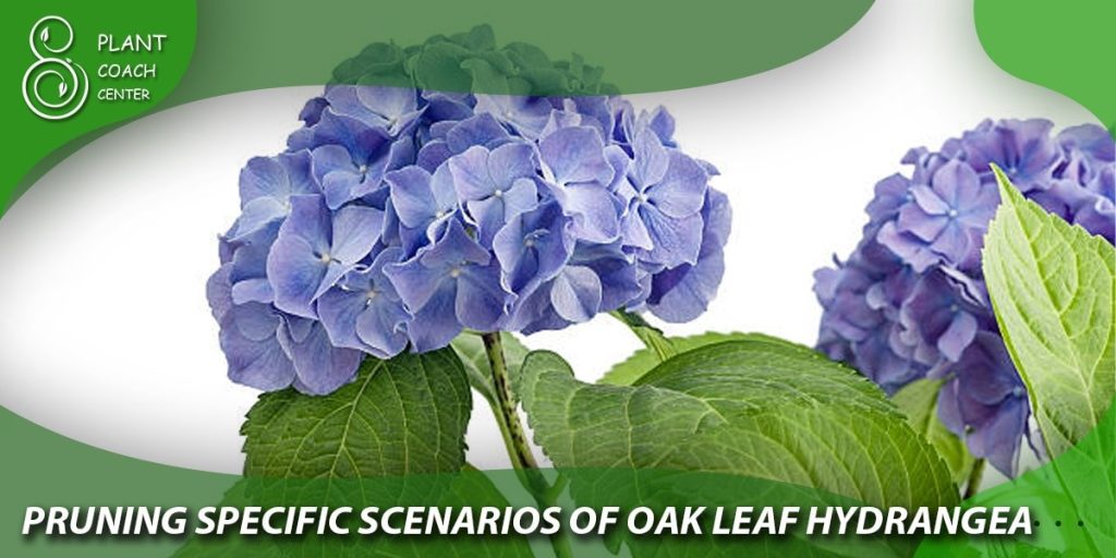Pruning Specific Scenarios of Oak Leaf Hydrangea