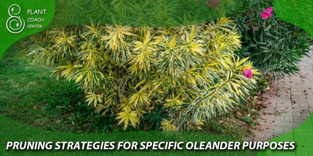 Pruning Strategies for Specific Oleander Purposes