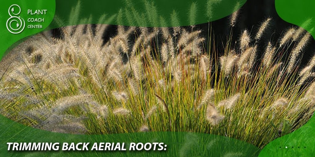 Trimming Back Aerial Roots