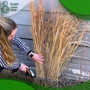 When to Prune Ornamental Grasses