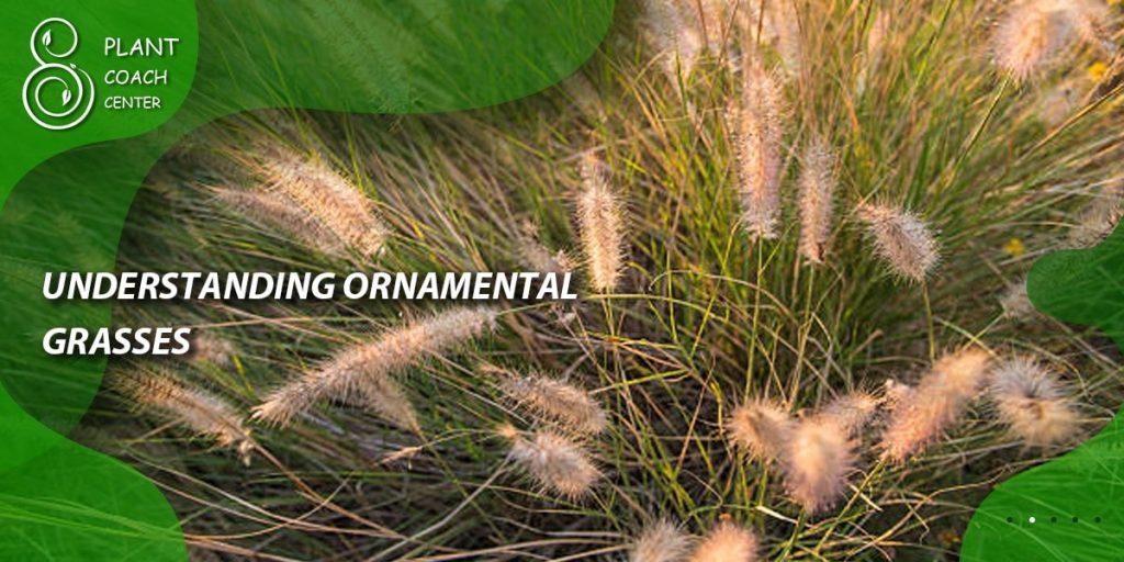 Understanding Ornamental Grasses