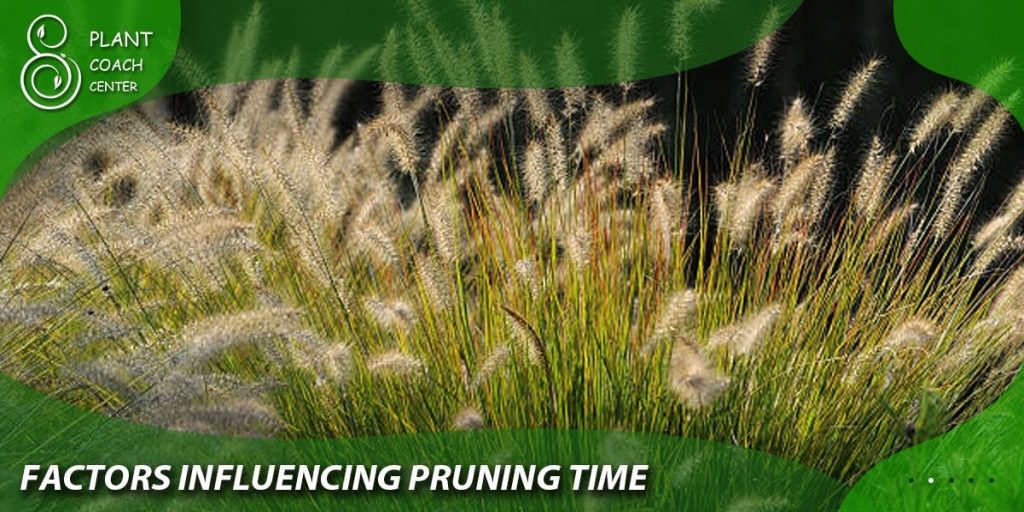 Factors Influencing Pruning Time