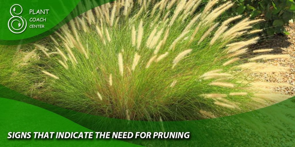 Signs That Indicate the Need for Pruning